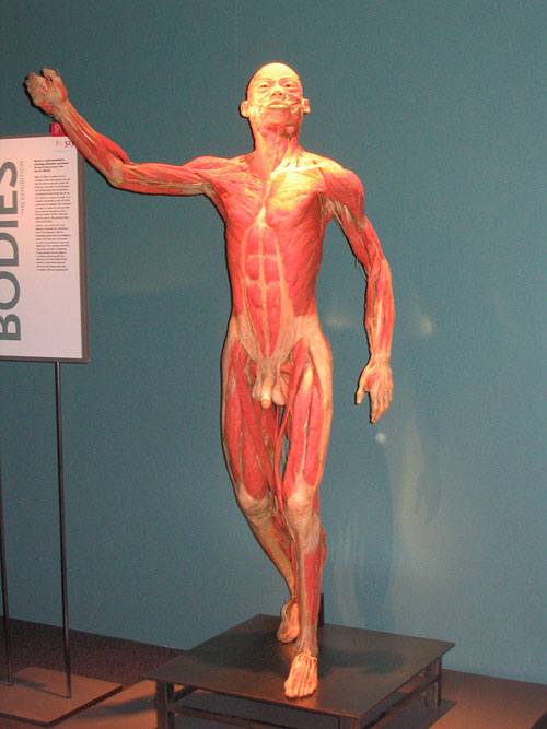 human body parts. Human Body Parts Photogallery